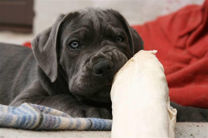 Cane corso Calule billede 6