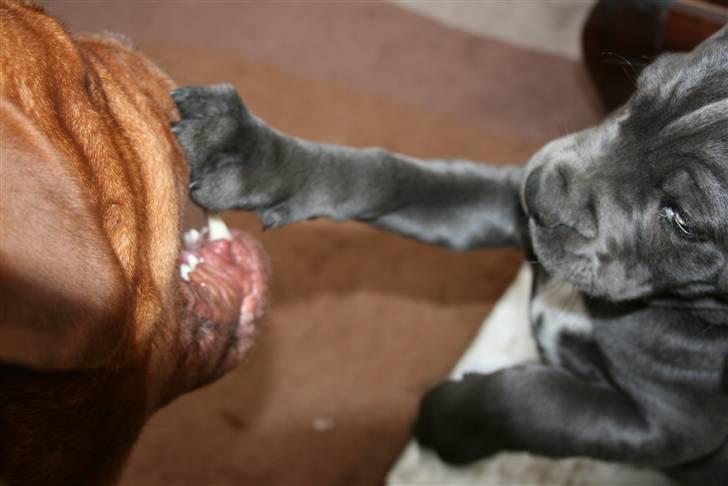 Cane corso Calule billede 7