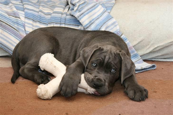Cane corso Calule billede 8