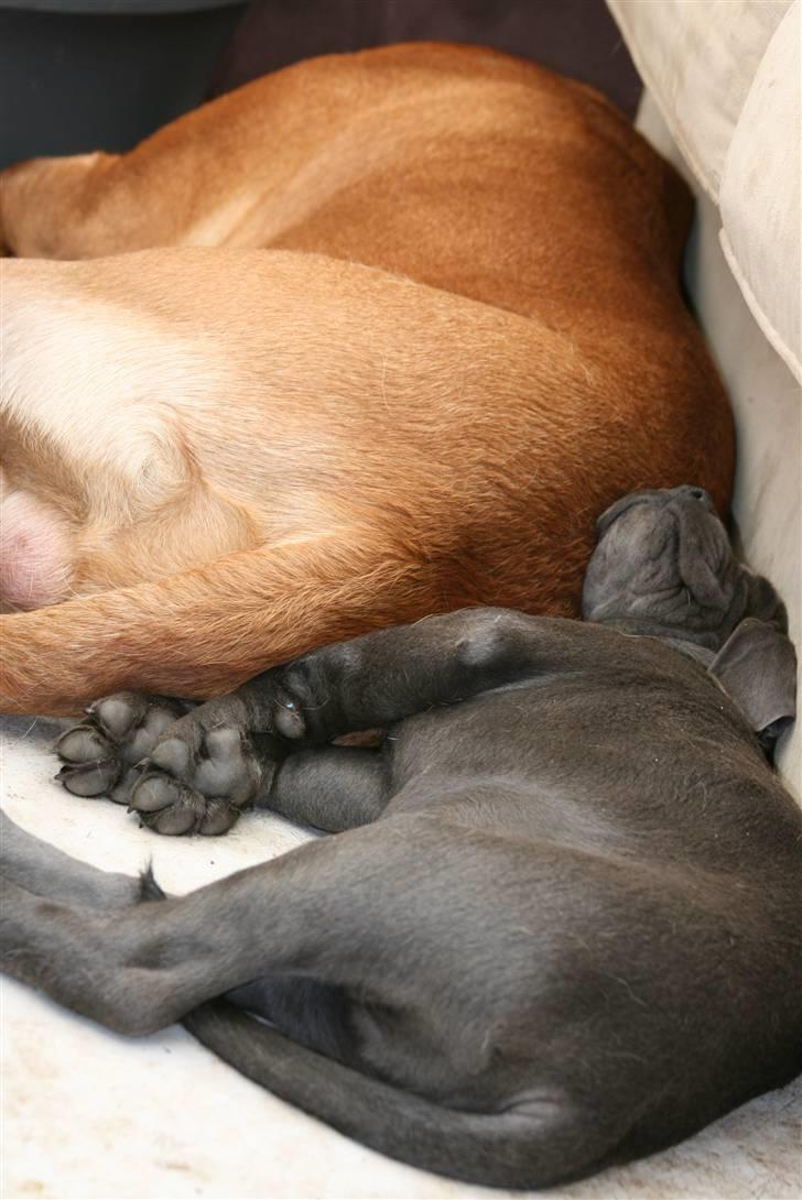 Cane corso Calule billede 9