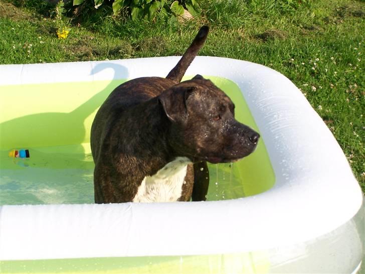 Amerikansk staffordshire terrier Lloyd *Himmelhund* billede 17