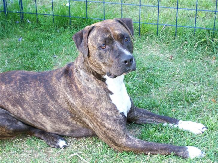 Amerikansk staffordshire terrier Lloyd *Himmelhund* billede 19
