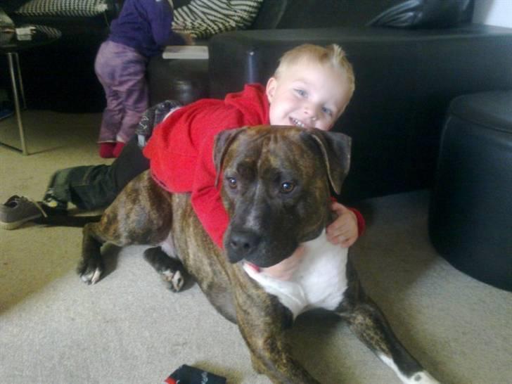 Amerikansk staffordshire terrier Lloyd *Himmelhund* billede 20