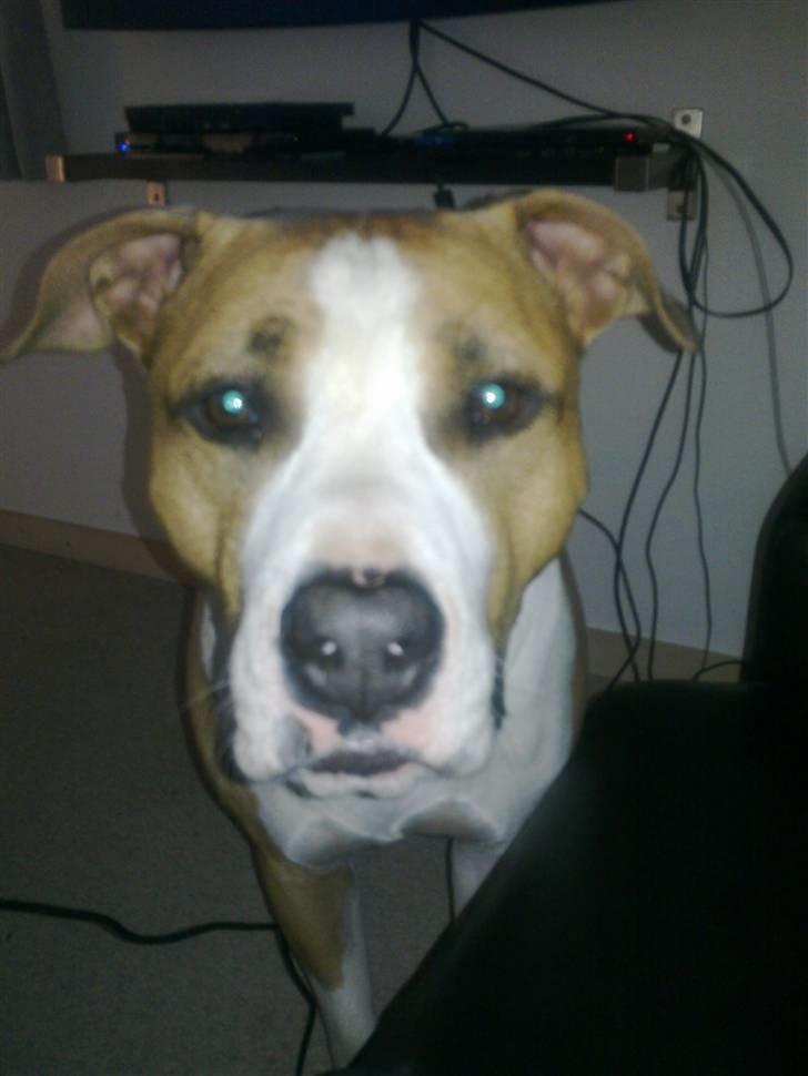 Amerikansk staffordshire terrier Pancho RIP MY LOVE <3 billede 15