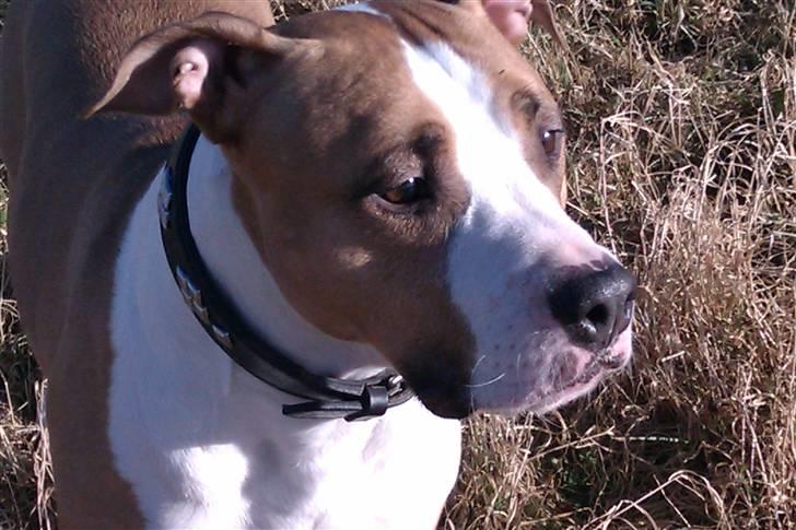 Amerikansk staffordshire terrier Pancho RIP MY LOVE <3 billede 16