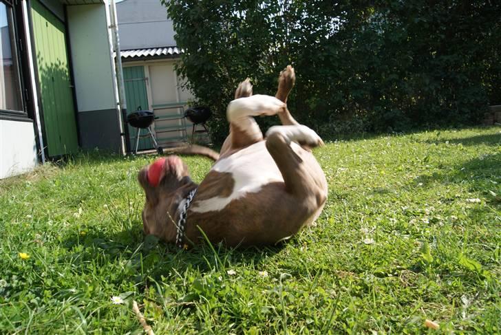 Amerikansk staffordshire terrier Aura <3 billede 2