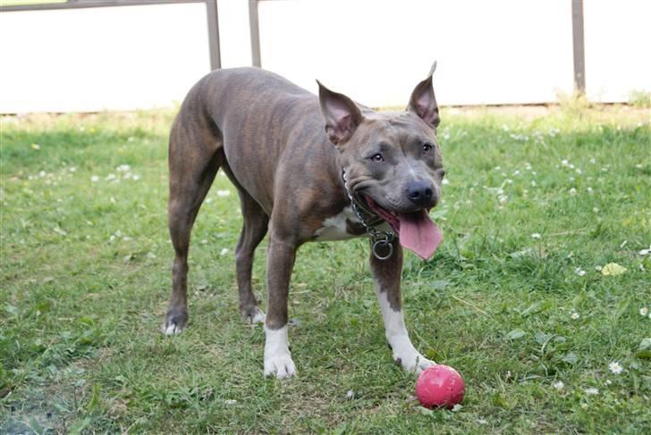 Amerikansk staffordshire terrier Aura <3 billede 3