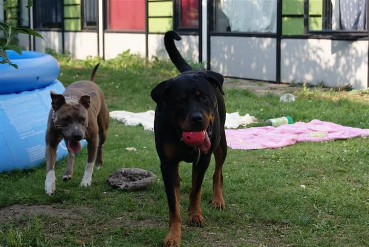 Amerikansk staffordshire terrier Aura <3 billede 4