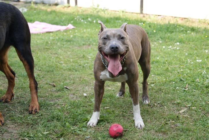 Amerikansk staffordshire terrier Aura <3 billede 5