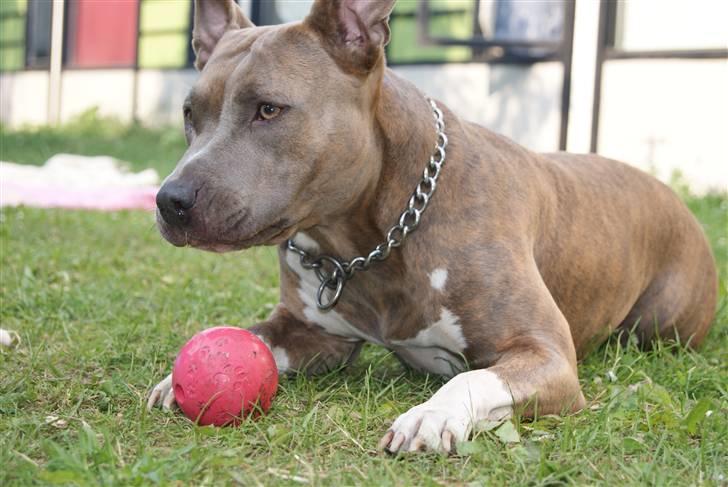 Amerikansk staffordshire terrier Aura <3 billede 6