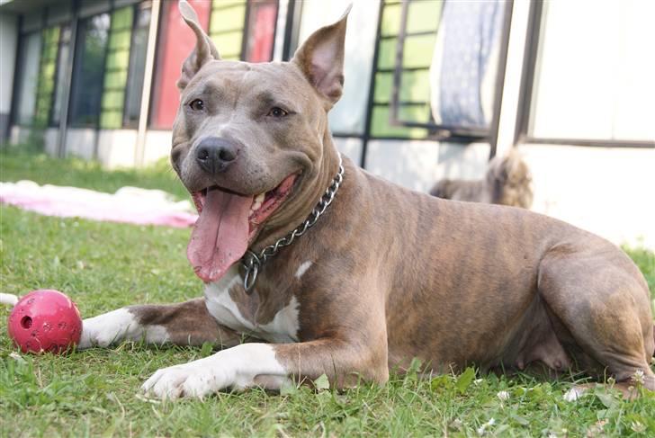 Amerikansk staffordshire terrier Aura <3 billede 7