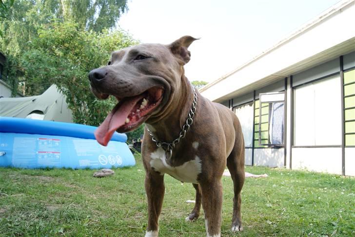 Amerikansk staffordshire terrier Aura <3 billede 8