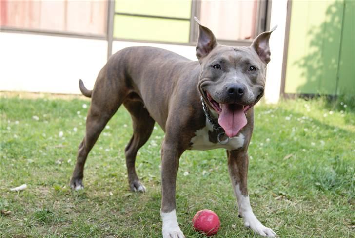 Amerikansk staffordshire terrier Aura <3 billede 9