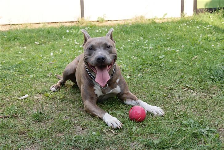 Amerikansk staffordshire terrier Aura <3 billede 10