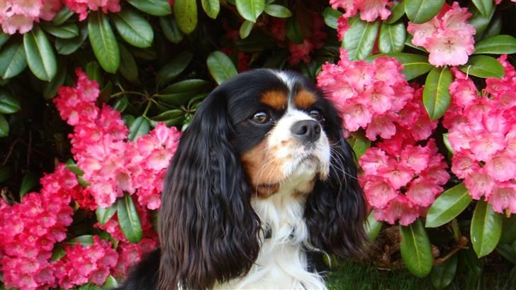 Cavalier king charles spaniel Jobbe billede 19