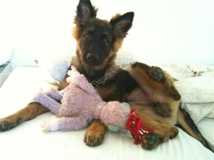 Schæferhund MARLEY - Her er Marley ca. 5,5 mdr, hans bedste lejetøj er Harry Dukken :-) billede 4