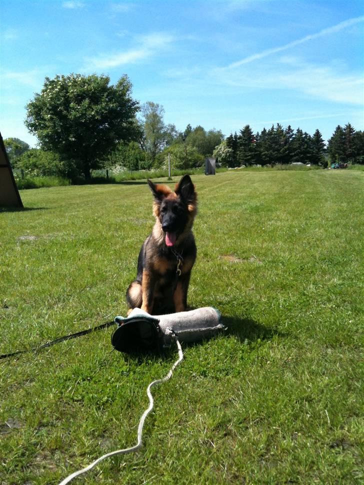 Schæferhund MARLEY billede 5