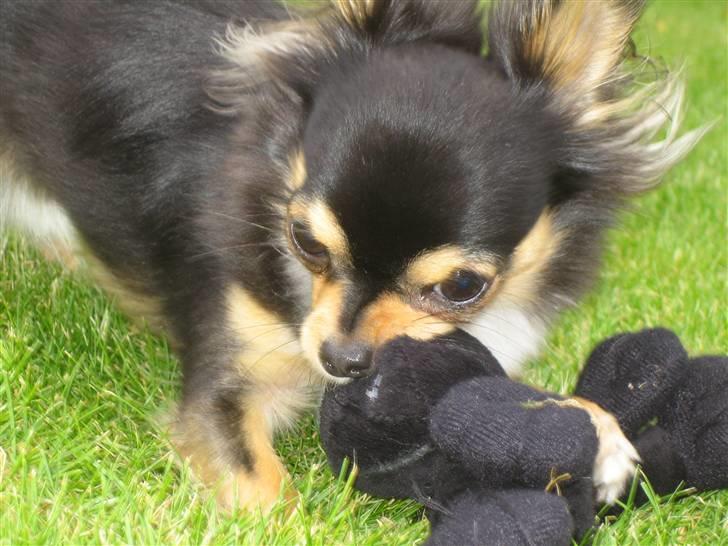 Chihuahua Nico billede 6