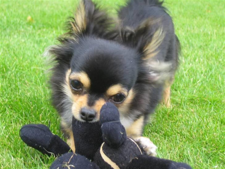 Chihuahua Nico billede 7