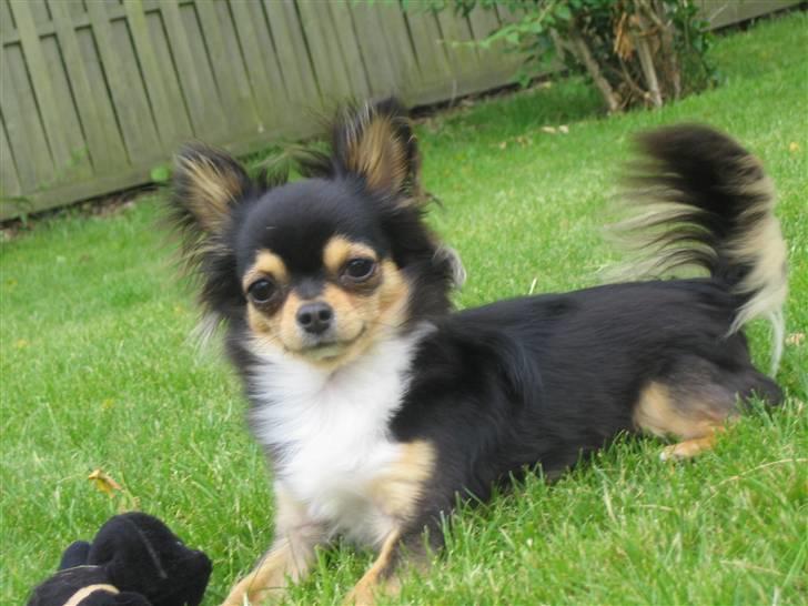 Chihuahua Nico billede 8