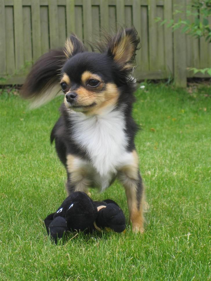 Chihuahua Nico billede 9