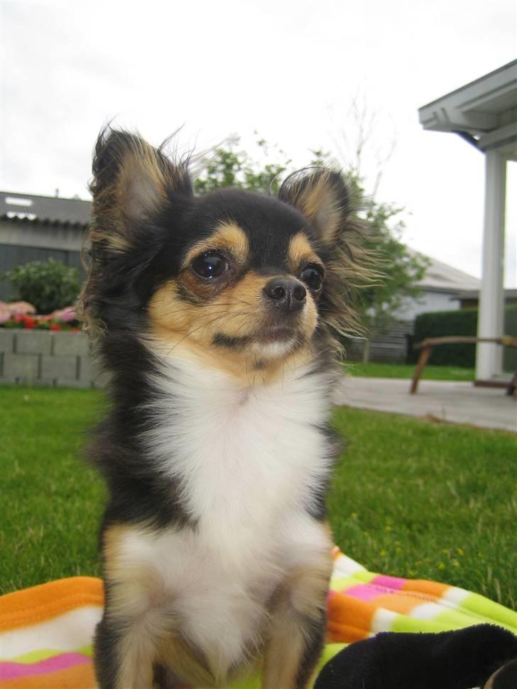 Chihuahua Nico billede 10