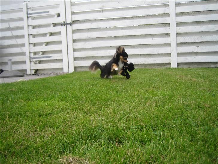 Chihuahua Nico billede 11