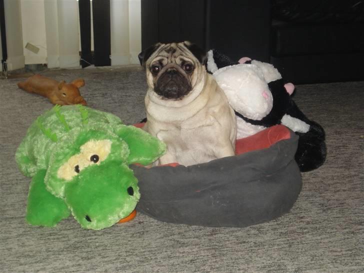 Mops Joey - Her er jeg med nogen af mine ynglingsbamser billede 4