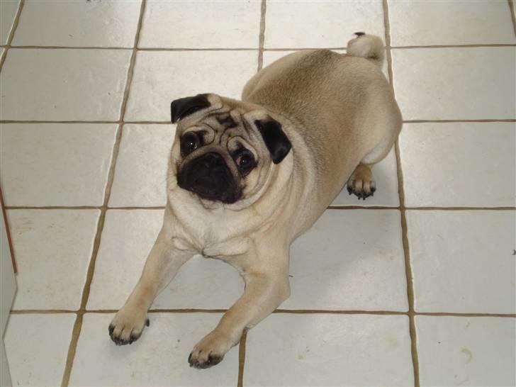 Mops Joey billede 7