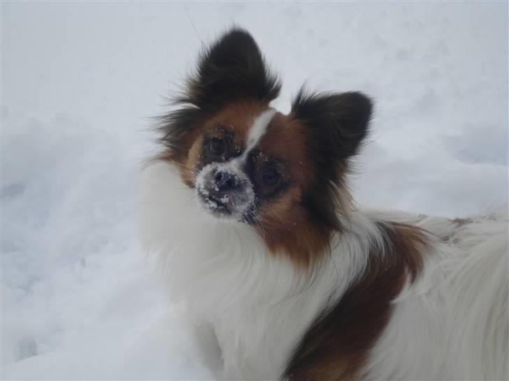 Blanding af racer Max - Hej og velkommen til min profil... håber i smider en lille hilsen til mig c",) billede 1