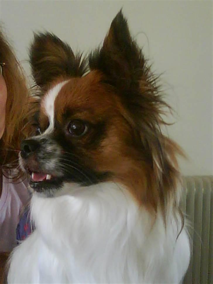 Blanding af racer Max billede 2