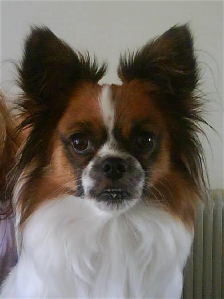 Blanding af racer Max billede 3