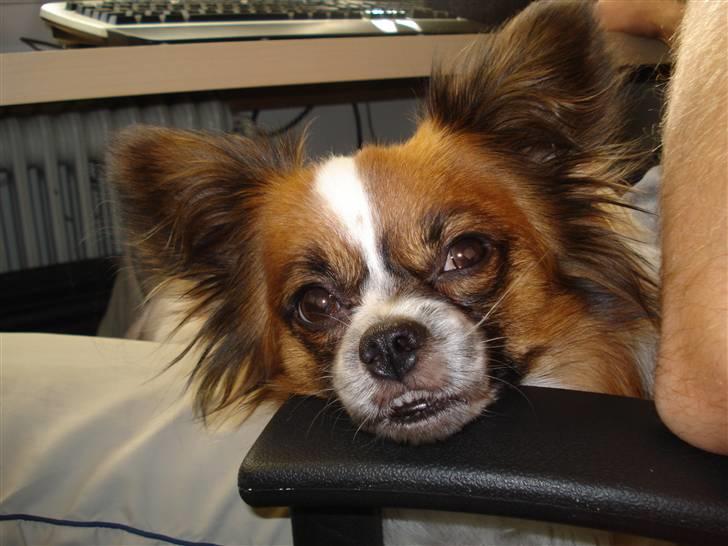 Blanding af racer Max billede 4