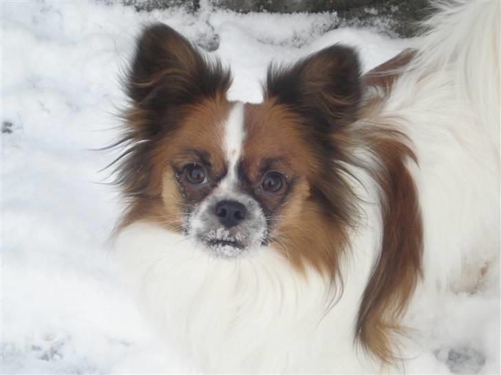 Blanding af racer Max billede 5