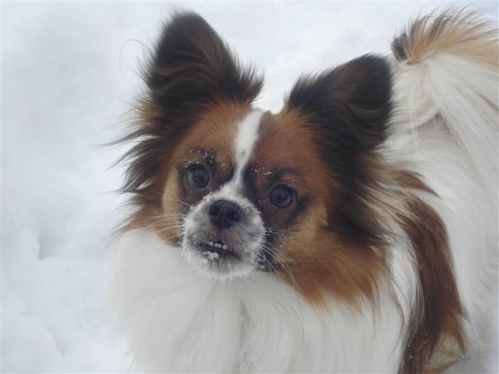 Blanding af racer Max billede 6