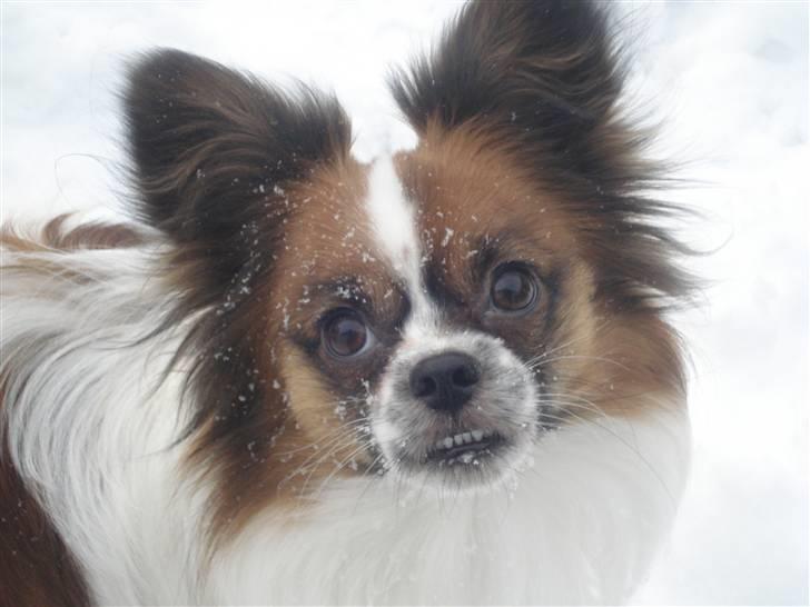 Blanding af racer Max billede 7