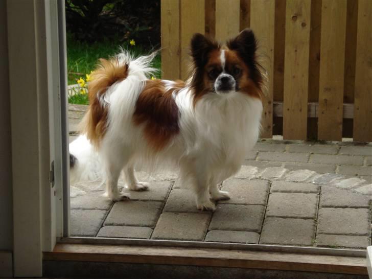 Blanding af racer Max billede 8