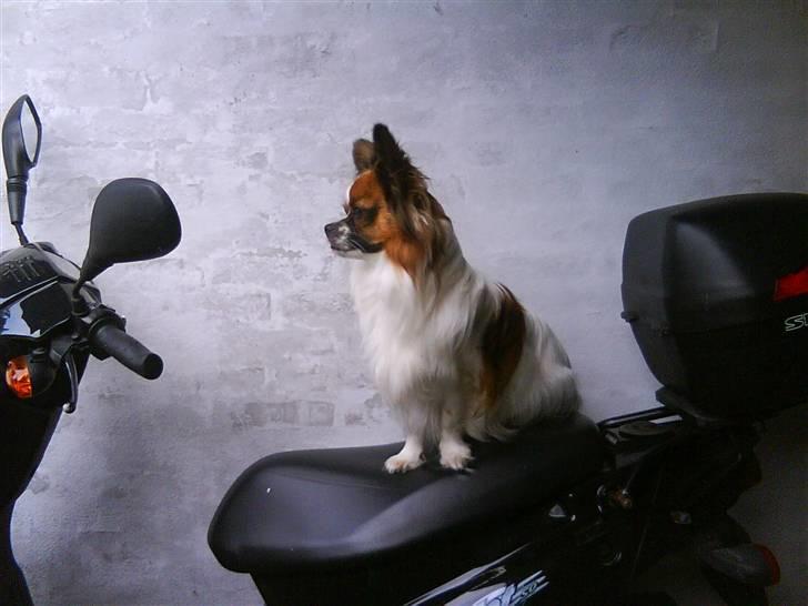 Blanding af racer Max billede 9