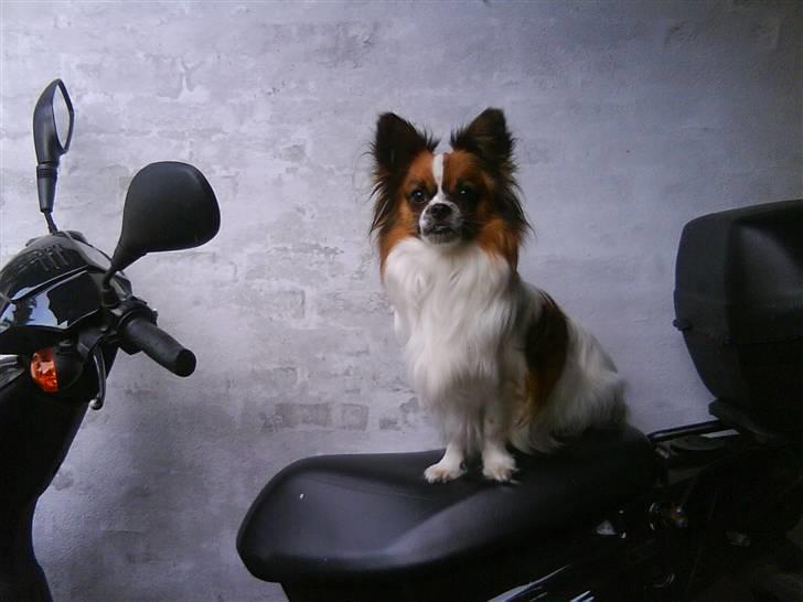 Blanding af racer Max - De kalder mig scooterhunden Max... billede 10