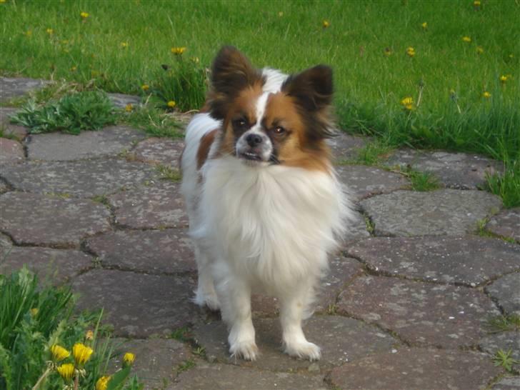 Blanding af racer Max - Det blæst en vældig vind, den dag ude fra vest.... billede 11