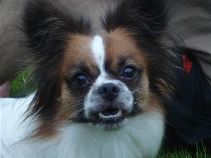 Blanding af racer Max - Se mit fiiiine underbid... billede 12