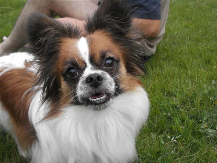 Blanding af racer Max billede 13