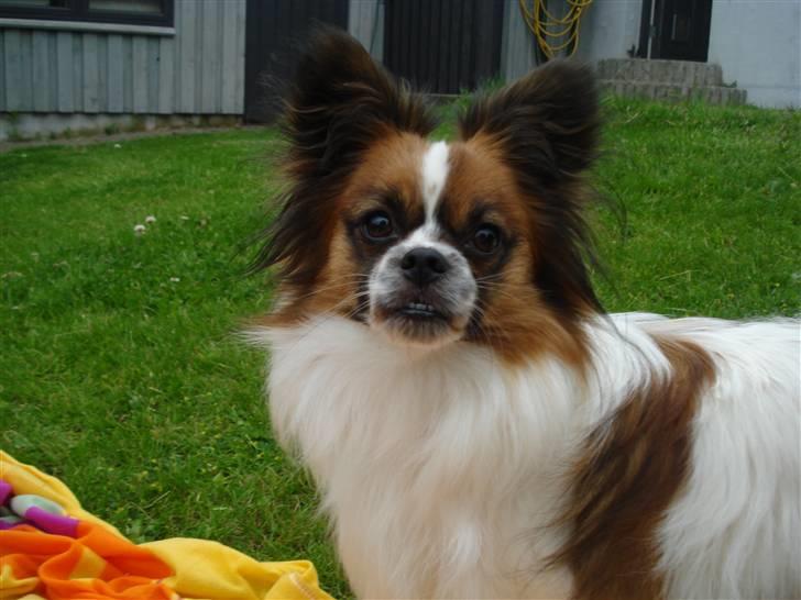 Blanding af racer Max billede 14