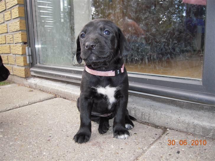 Blanding af racer Bella *solgt:(* - Vil egentlig gerne ind nu.. billede 7