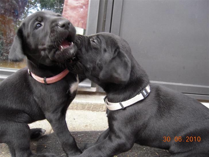 Blanding af racer Bella *solgt:(* - Hvem er den stærkeste af os to?? billede 8