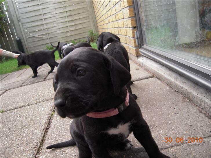 Blanding af racer Bella *solgt:(* - Hvorfor er der ingen der vil lege??? billede 9