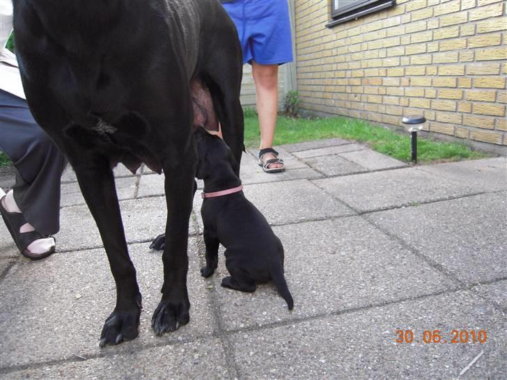 Blanding af racer Bella *solgt:(* - Ahh... mor er kommer tilbage og de andre har ikke set hende endnu :D billede 11