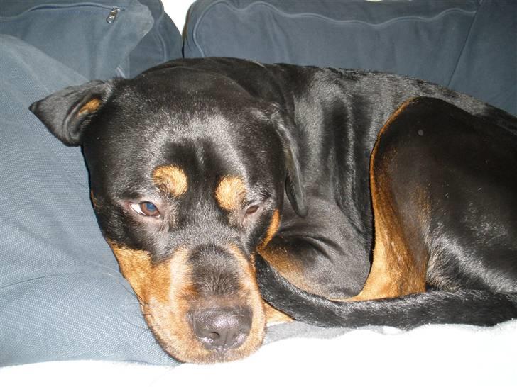 Blanding af racer Jack - Jeg tager mig lige en lille lur på sofaen billede 1