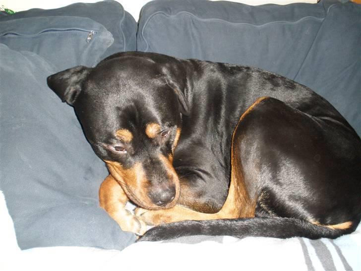 Blanding af racer Jack - Sofaen den er bare dejlig billede 2