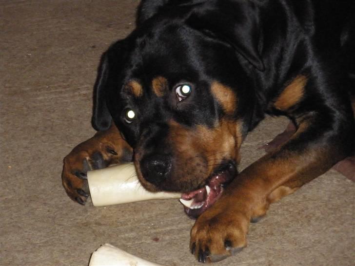 Blanding af racer Jack - Jer er rigtig god til at gnave i diverse ting billede 3